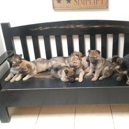 German Shepherd Puppies from Countryside Kennel