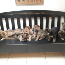German Shepherd Puppies from Countryside Kennel