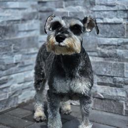 Miniature Schnauzer All Grown Up from ieva kasp