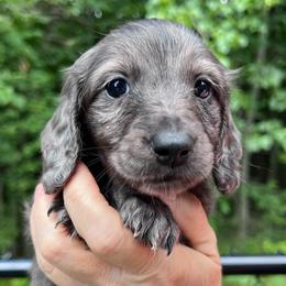 Boy 1 - Dapple male Dachshund puppy in Gouverneur, New York from Dack Dachshunds