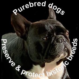 French Bulldogs from StarGazer French Bulldogs