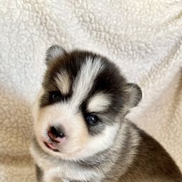 Pomsky Puppies from Sterling Pomskies