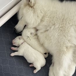 Samoyed Puppies from Southern Roux Samoyeds