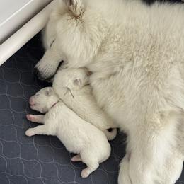 Samoyed Puppies from Southern Roux Samoyeds