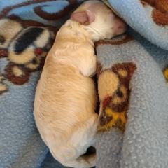 Poodle Puppies from Silver Stars Toy Poodles