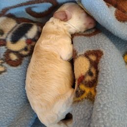 Poodle Puppies from Silver Stars Toy Poodles