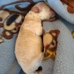 Poodle Puppies from Silver Stars Toy Poodles