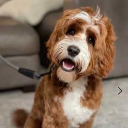 Lula - Australian Labradoodle