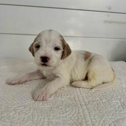 Spruce - Parti male Goldendoodle puppy in Stanford, Kentucky from Holloway Goldendoodles