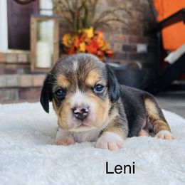 Leni - Black tan and white male Beagle puppy in Mansfield, Missouri from Rippee Creek Kennel