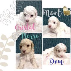 Aussiedoodle and Goldendoodle Puppies from Doodles of Paradise