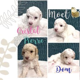 Aussiedoodle and Goldendoodle Puppies from Doodles of Paradise