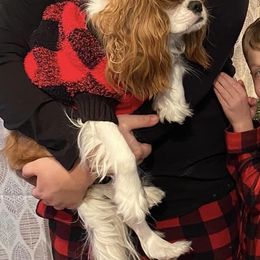 Cavalier King Charles Spaniel Puppies from Mapleview Cavalier King Charles Spaniels