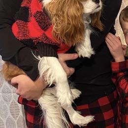 Cavalier King Charles Spaniel Puppies from Mapleview Cavalier King Charles Spaniels