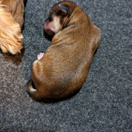 Morkie Puppies from Weiss's Puppies