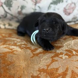 Girl 2 - Black female Labrador Retriever puppy in Isanti, Minnesota from Four Corners Family Labs