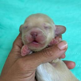 Cream boy long white stripe - Cream male Dachshund puppy in Honolulu, Hawaii from A&A Mini Dachshunds