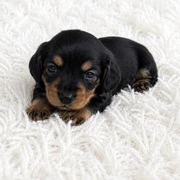 Miniature longhaired female - Black and tan female Dachshund puppy in Wahiawa, Hawaii from Versatile Ohana