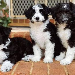Aussiedoodle, Cavalier King Charles Spaniel, Cavapoo, and Toy Australian Shepherd Puppies from Darling Australians