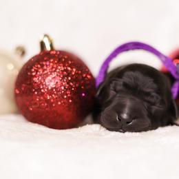 Labrador Retriever Puppies from AGL Retrievers