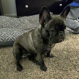 French Bulldogs from I.Speak.French