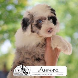 Aurora - Blue merle and white female Sheepadoodle puppy in Cleveland, Tennessee from Narrow Path Old English & Sheepadoodles