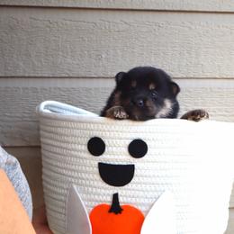 Bones - Black and tan male Shiba Inu puppy in Napa, California from Shinin Shibas