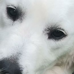 Coco - Golden Retriever