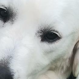 Coco - Golden Retriever