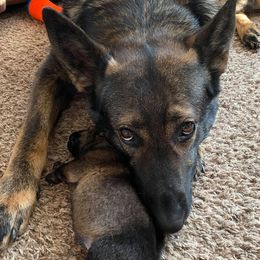 German Shepherds from 307 German Shepherds