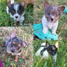 Companion Cross puppies from Working W Kennels