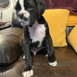 Boy 2 - Brindle male Boxer puppy in Staatsburg, New York from Rumors of Luv Boxers