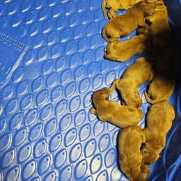 4th choice female available to reserve - Yellow female Labrador Retriever puppy in Dalton, Pennsylvania from Whiteduck Mountain Kennel AKC Australian Cattle Dogs and AKC Fox Red Labrador Retrievers