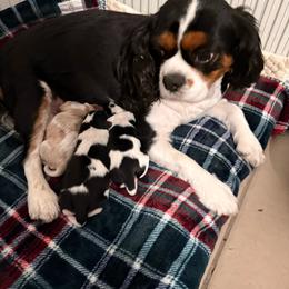 Lammy - Black and white male Cavapoo puppy in Santaquin, Utah from Willow & Wag Farm