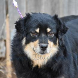 Karma - Miniature American Shepherd