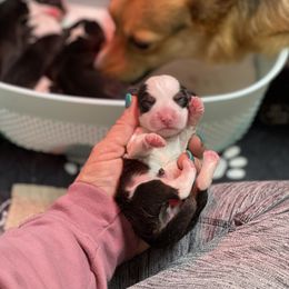 French Bulldog and Pembroke Welsh Corgi Puppies from McFadden's Corgis and Frenchies