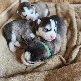 Pomsky Puppies from Pomsky Play-ce