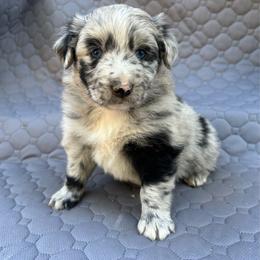 Lilly - Blue merle female Miniature Australian Shepherd puppy in Lebanon, Oregon from Two Pines Mini Aussies