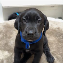 Labrador Retriever Puppies from Andrew’s Labs