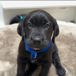Labrador Retriever Puppies from Andrew’s Labs