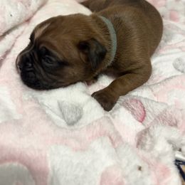 MYSTIQUE - Fawn Boxer puppy in Moore, South Carolina from Lafayette Bulldogs & Boxers