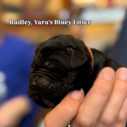 Radley - Black male Labrador Retriever puppy in Owosso, Michigan from Bennington Retrievers