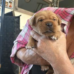 Girl 3 - Yellow female Labrador Retriever puppy in Nova, Ohio from Cary’s Buck Creek Farm LLC