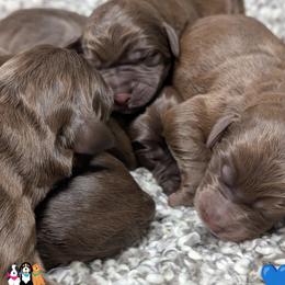 Labradoodle puppies from Apple Creek Doodles