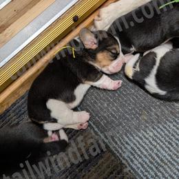 Yellow - Black tan and white female Beagle puppy in Vallejo, California from Tailwindfarm