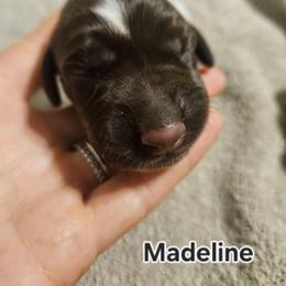 Madeline - Liver and white female German Shorthaired Pointer puppy in Norwich, Connecticut from Parker's Pointers