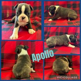 Apollo - Black brindle and white male Boston Terrier puppy in Wheatland, California from 🐾❤️ Stephanie's Boston Terriers ❤️🐾