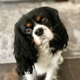 Maple - Cavalier King Charles Spaniel