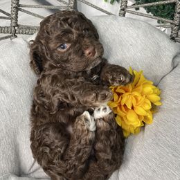 Cockapoo Puppies from Doodle Corner