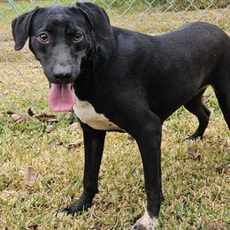 Hannah - Catahoula Leopard Dog